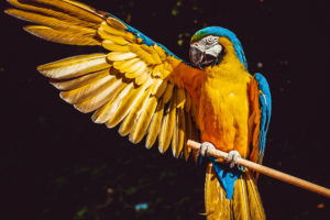 Macaw HD 5K