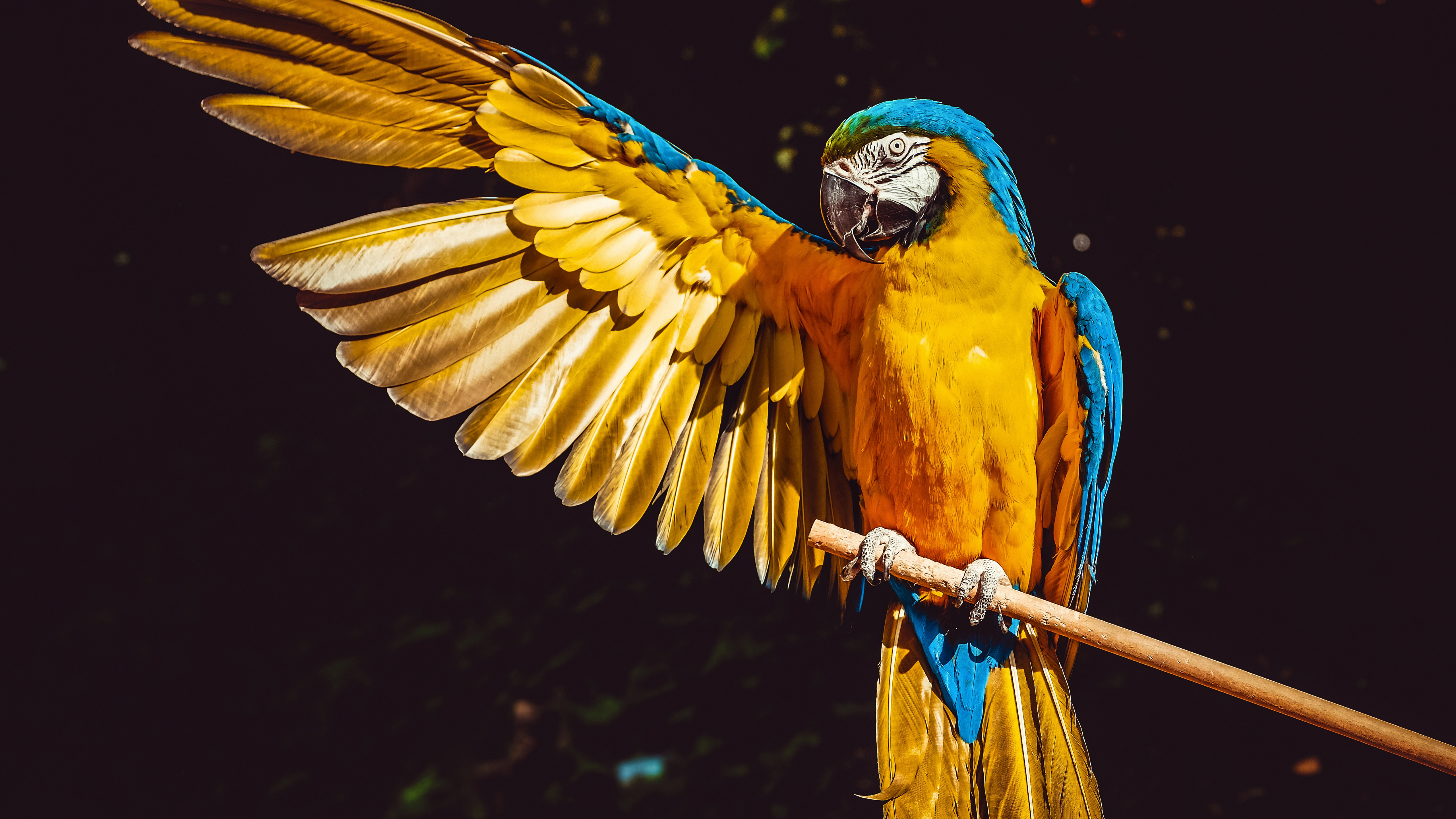 Macaw HD 5K Wallpapers