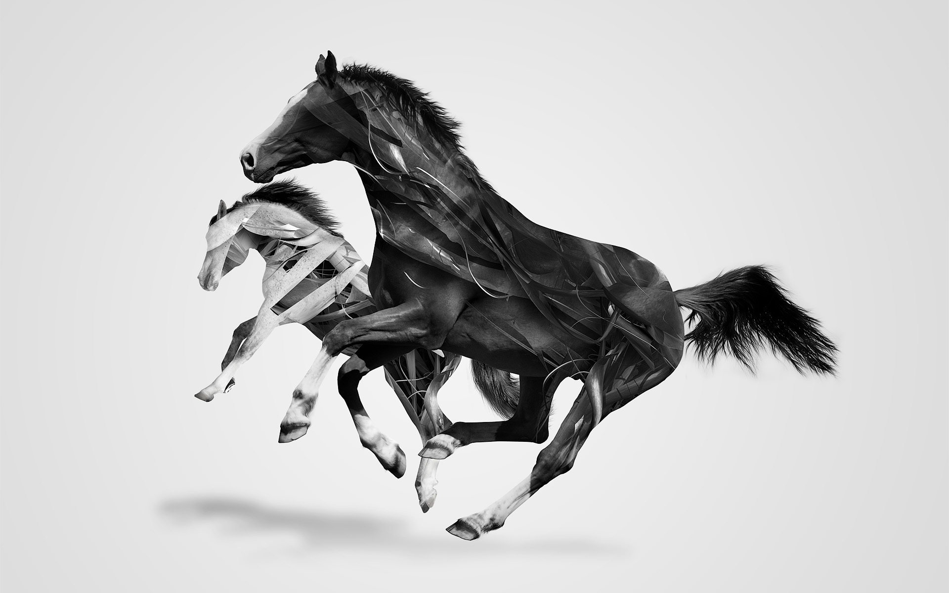 Monochrome Horses Wallpapers