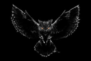 Scary Owl Wallpapers