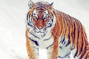 Siberian Tiger 5K Wallpapers