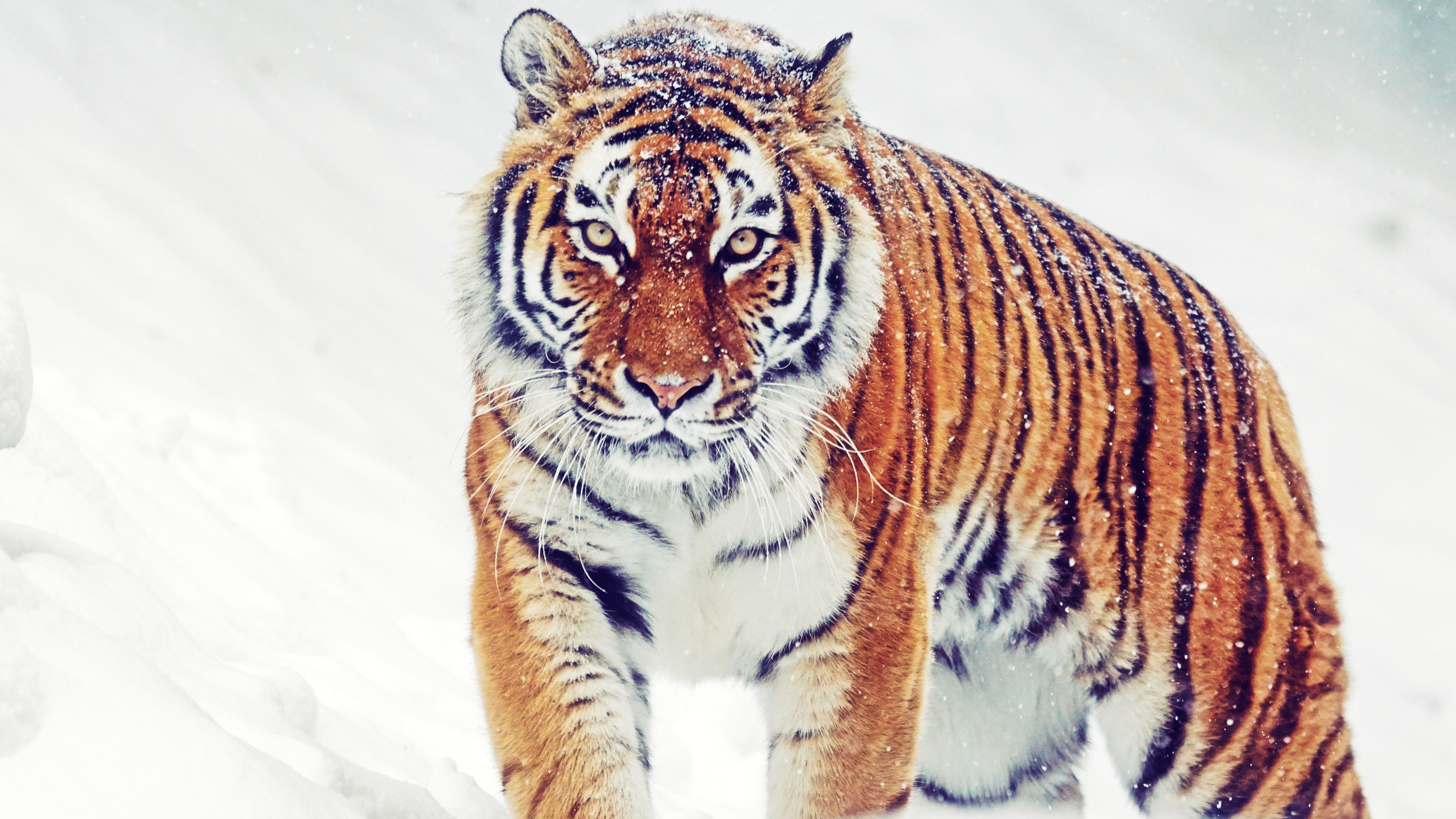 Siberian Tiger 5K