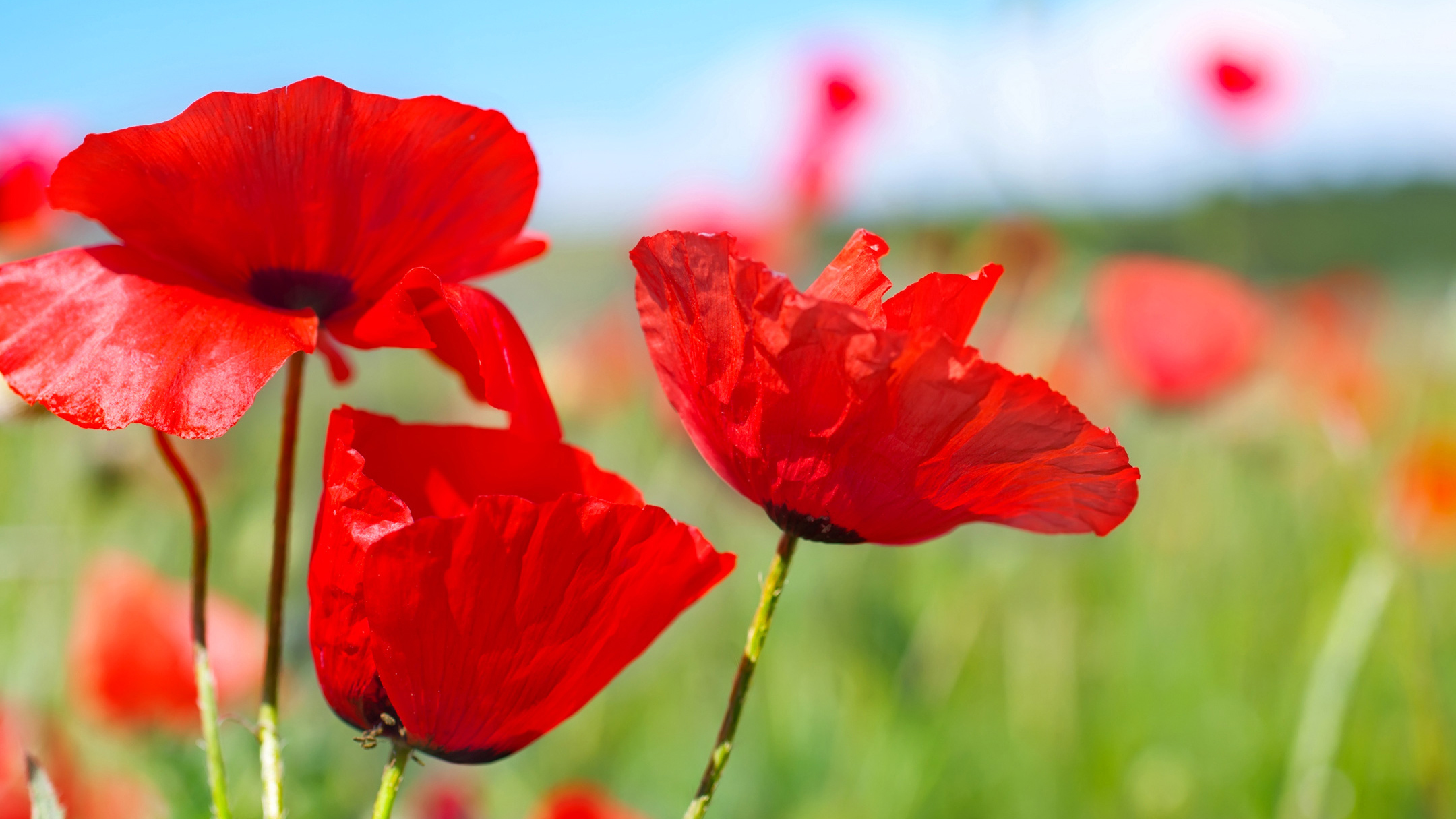 Spring Poppies HD WallpapersSpring Poppies HD Wallpapers