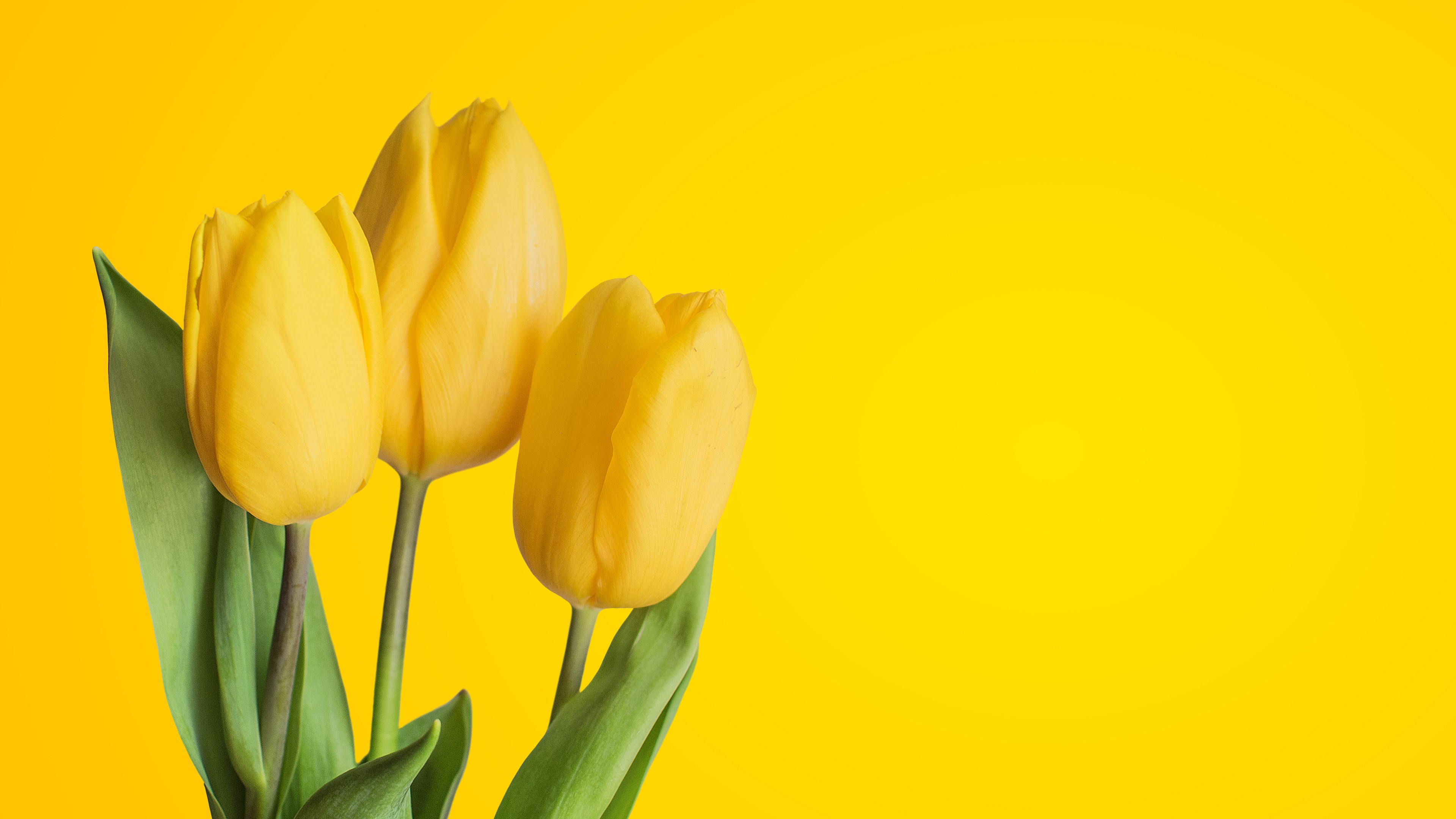 Yellow Tulips 4K Wallpapers