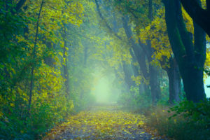 Autumn Foggy Forest 5K