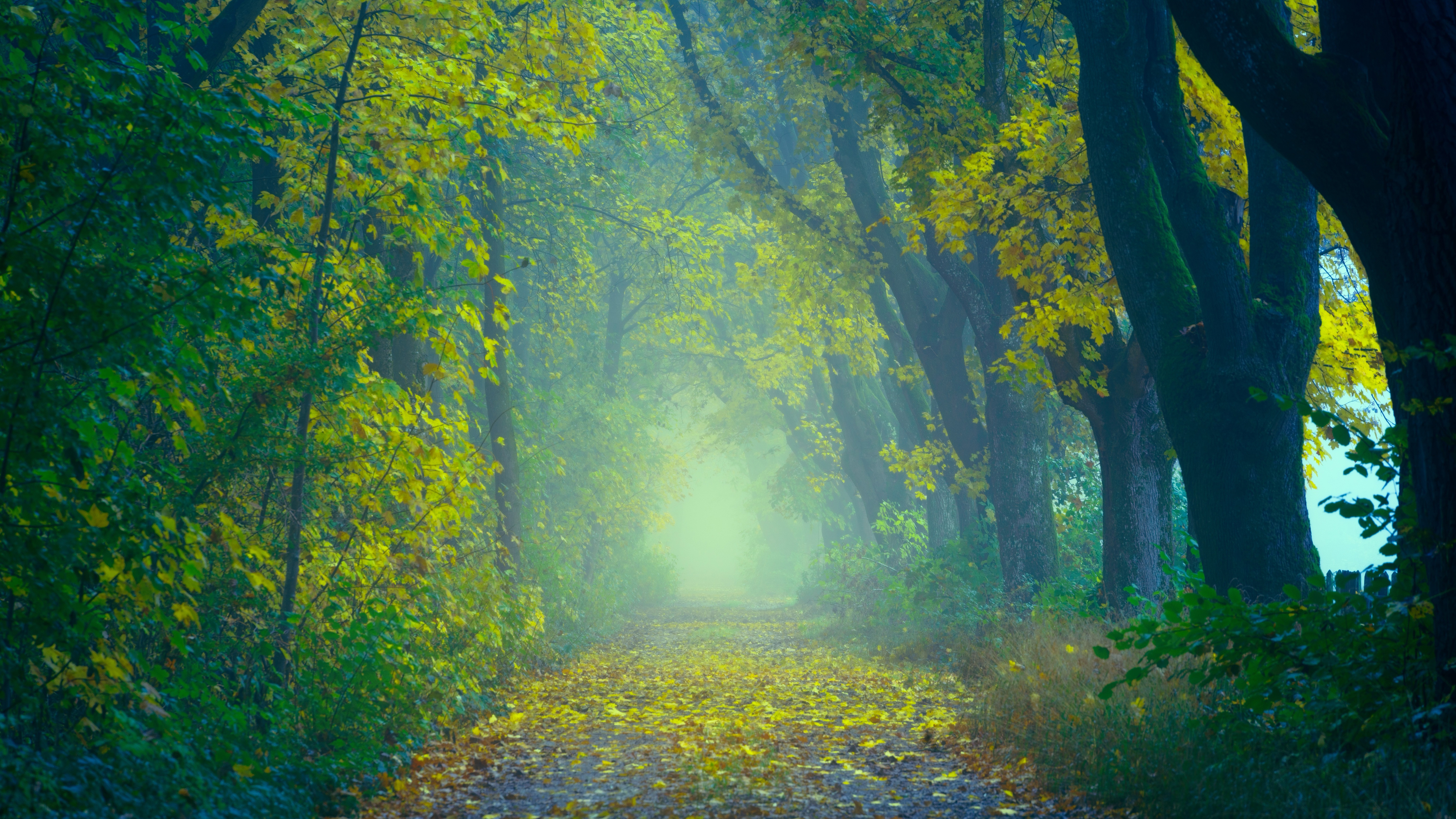 Autumn Foggy Forest 5K Wallpapers