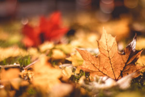 Autumn leaves Wallpapers