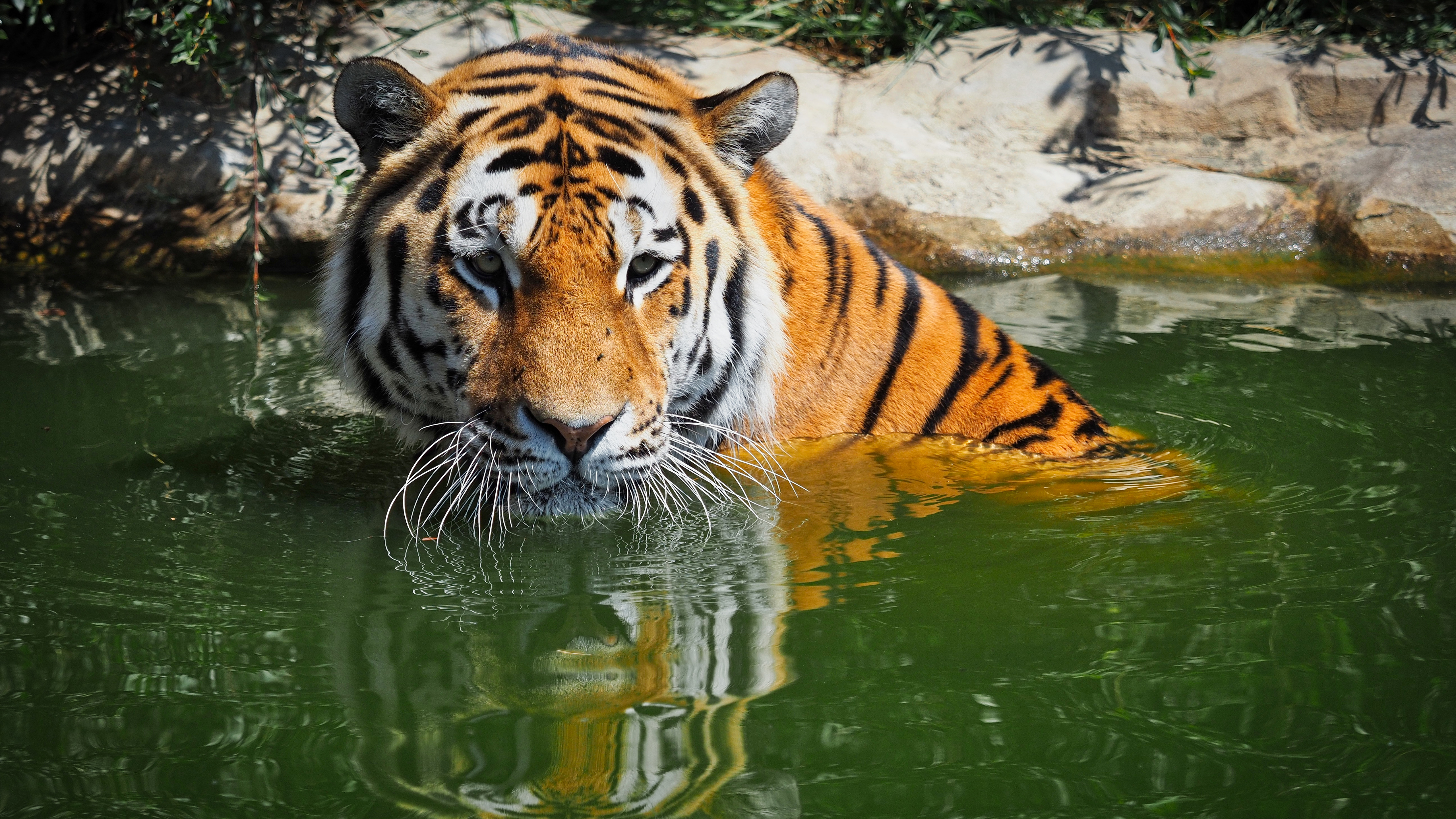 Bengal Tiger 5K