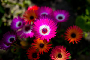 Colorful flowers Bloom 5K