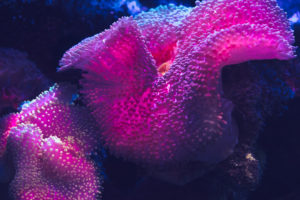 Coral reef 5K Wallpapers