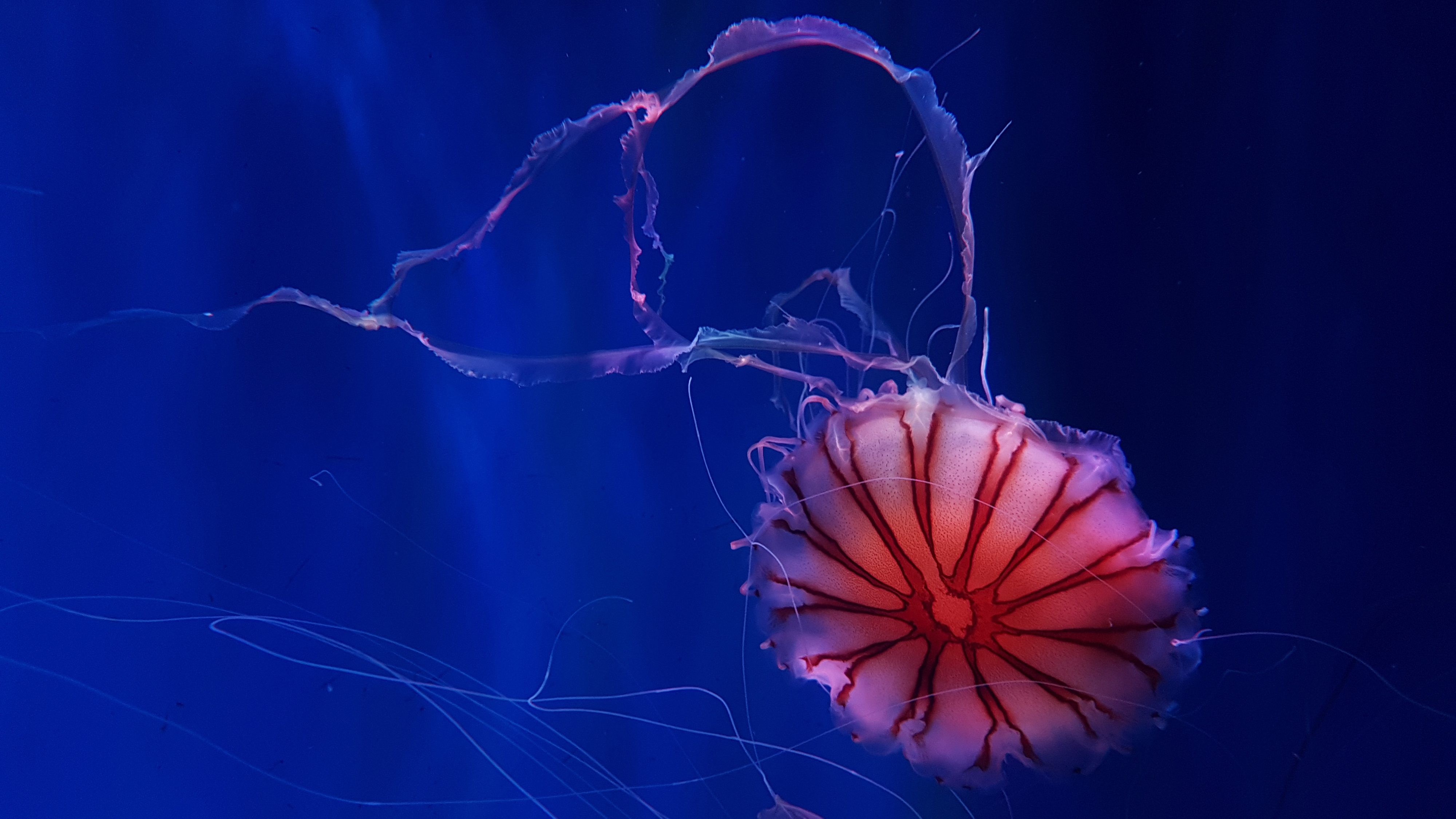 Deep Ocean Jellyfish 4K