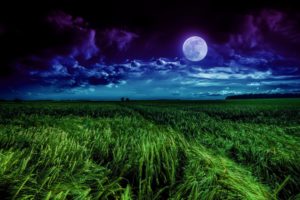 Grass field Moon 4K