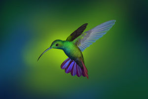 Hummingbird 4K