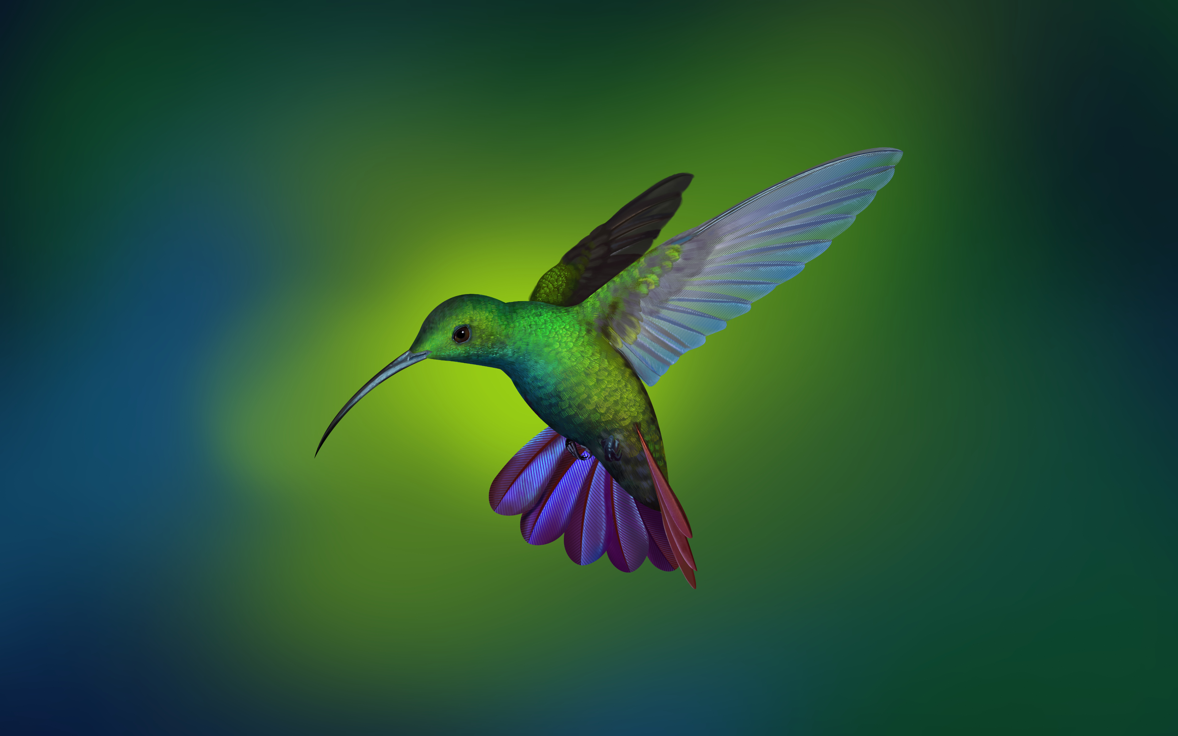 Hummingbird 4K HD Wallpapers