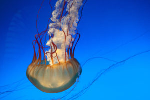 Jellyfish HD 5K