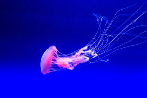 Jellyfish Underwater Wallpapers