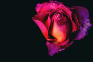 Rose flower 5K