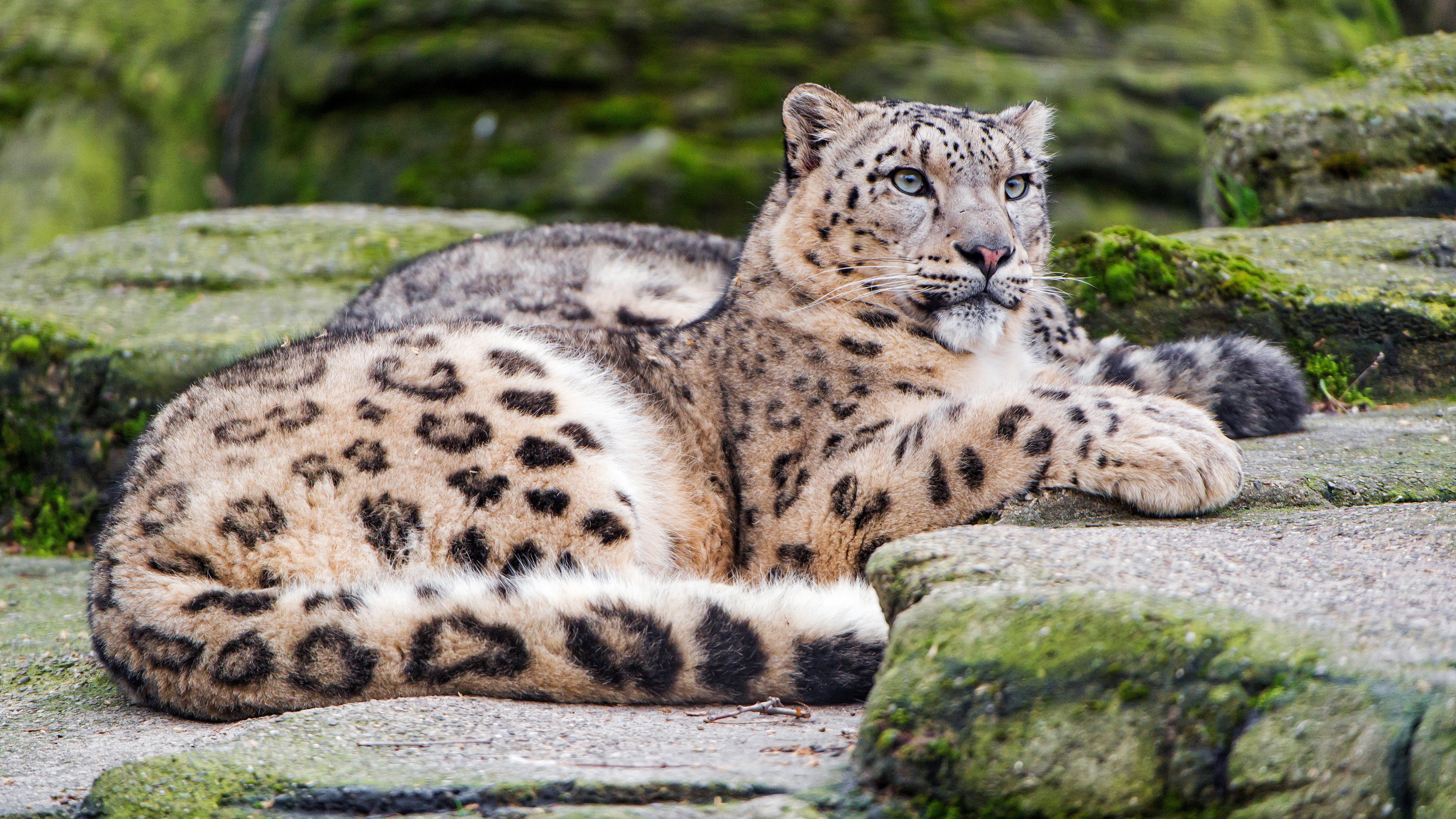 Snow Leopard 4K