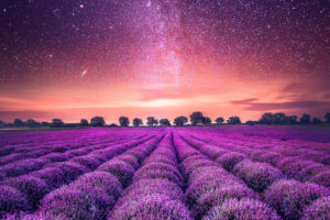 Starry Sky Lavender field Wallpapers