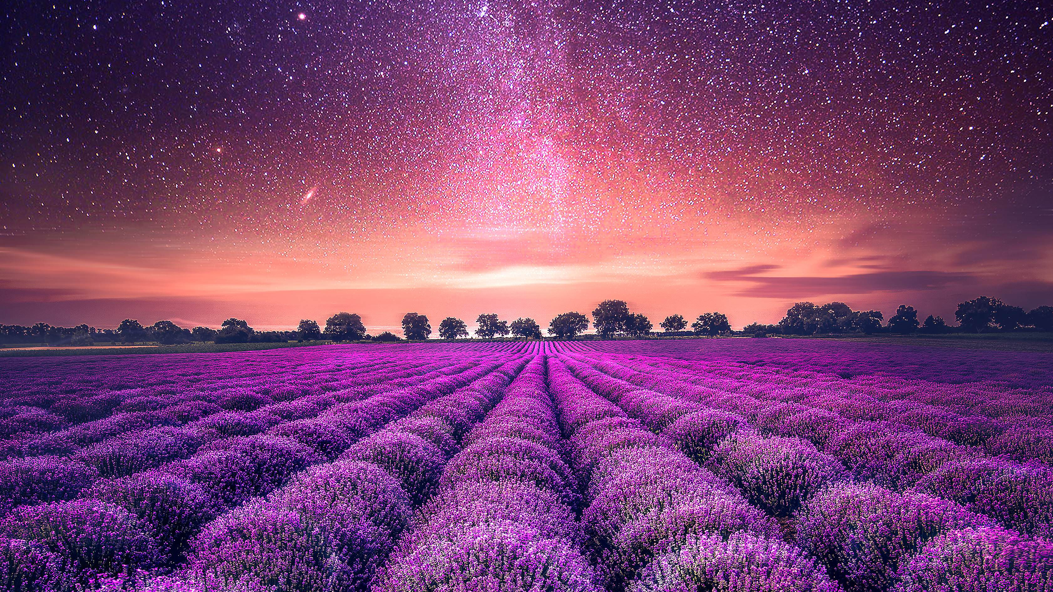 Starry Sky Lavender field
