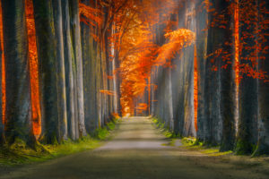 Autumn Forest 5K