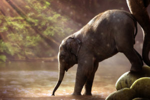 Baby Elephant Drinking Water 4K 8K Wallpapers