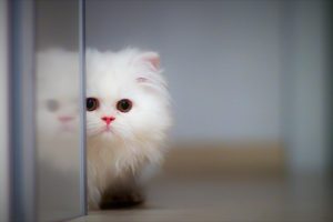 Cute Cat 4K