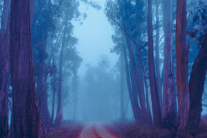 Foggy Forest 4K Wallpapers