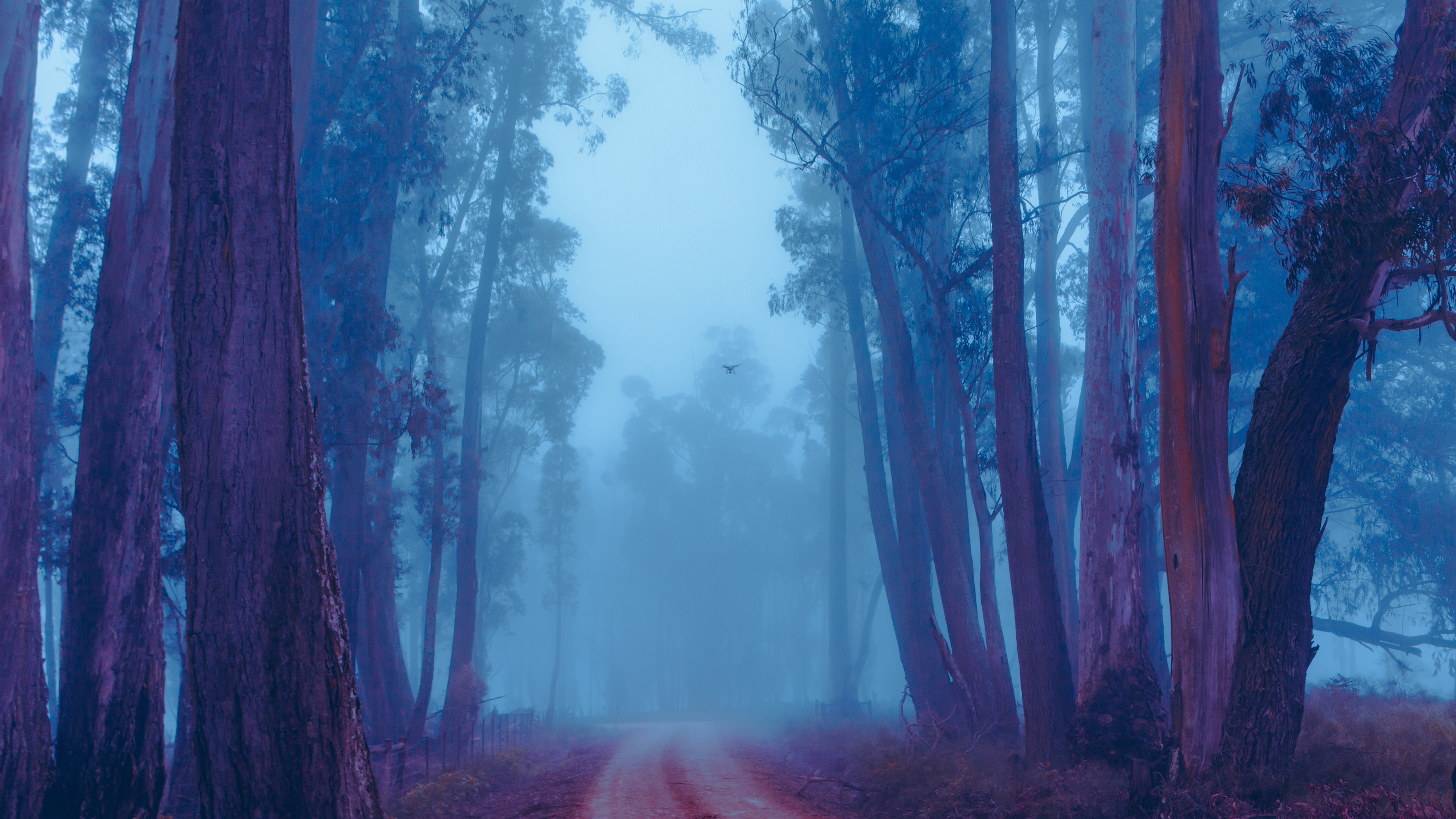 Foggy Forest 4K Wallpapers