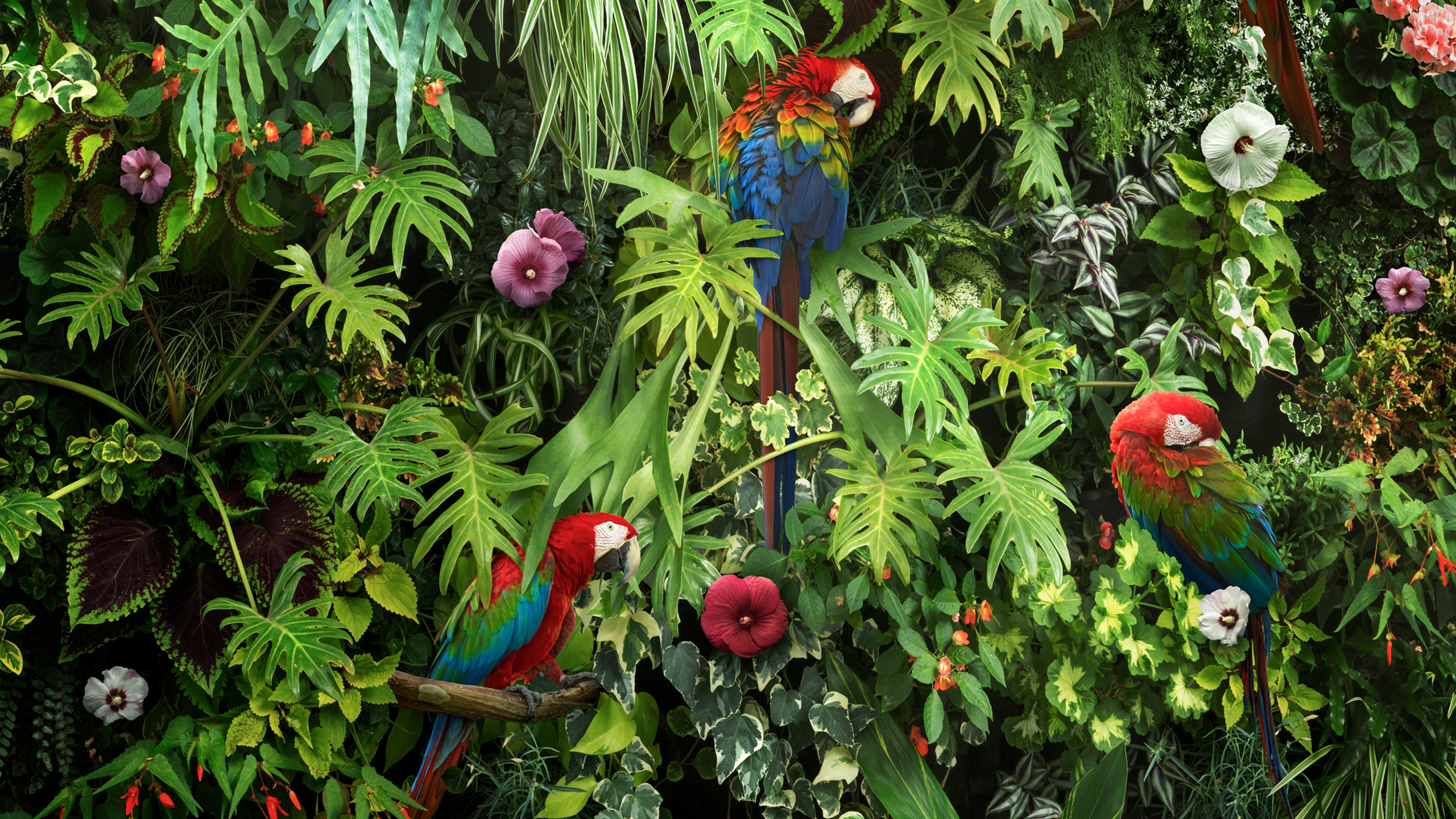 Macaw Parrots Wallpapers