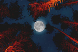 Moon with Campfire in Forest