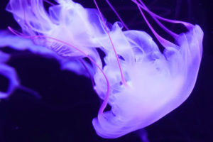 Purple Jellyfish 4K