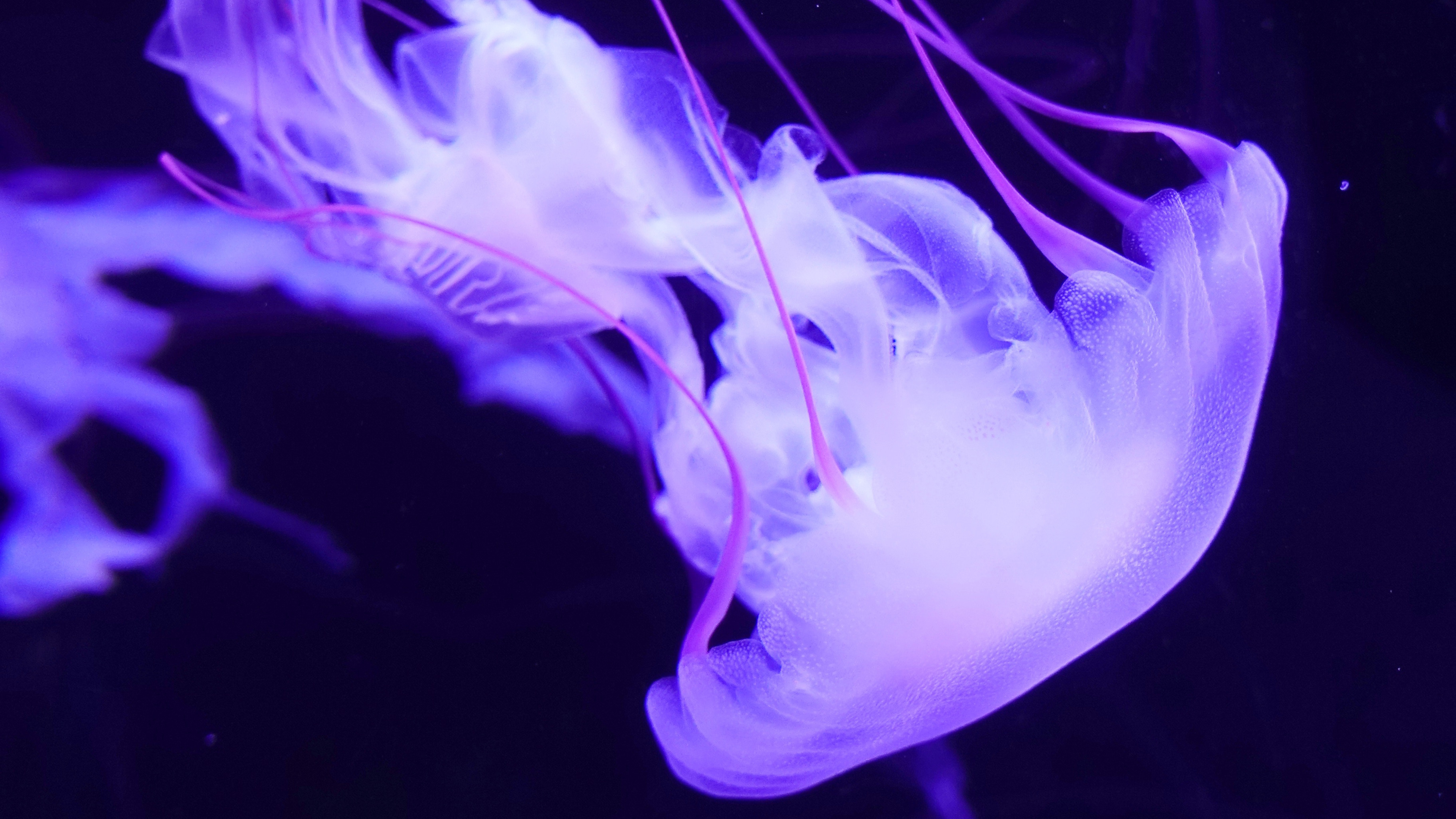 Purple Jellyfish 4K Wallpapers