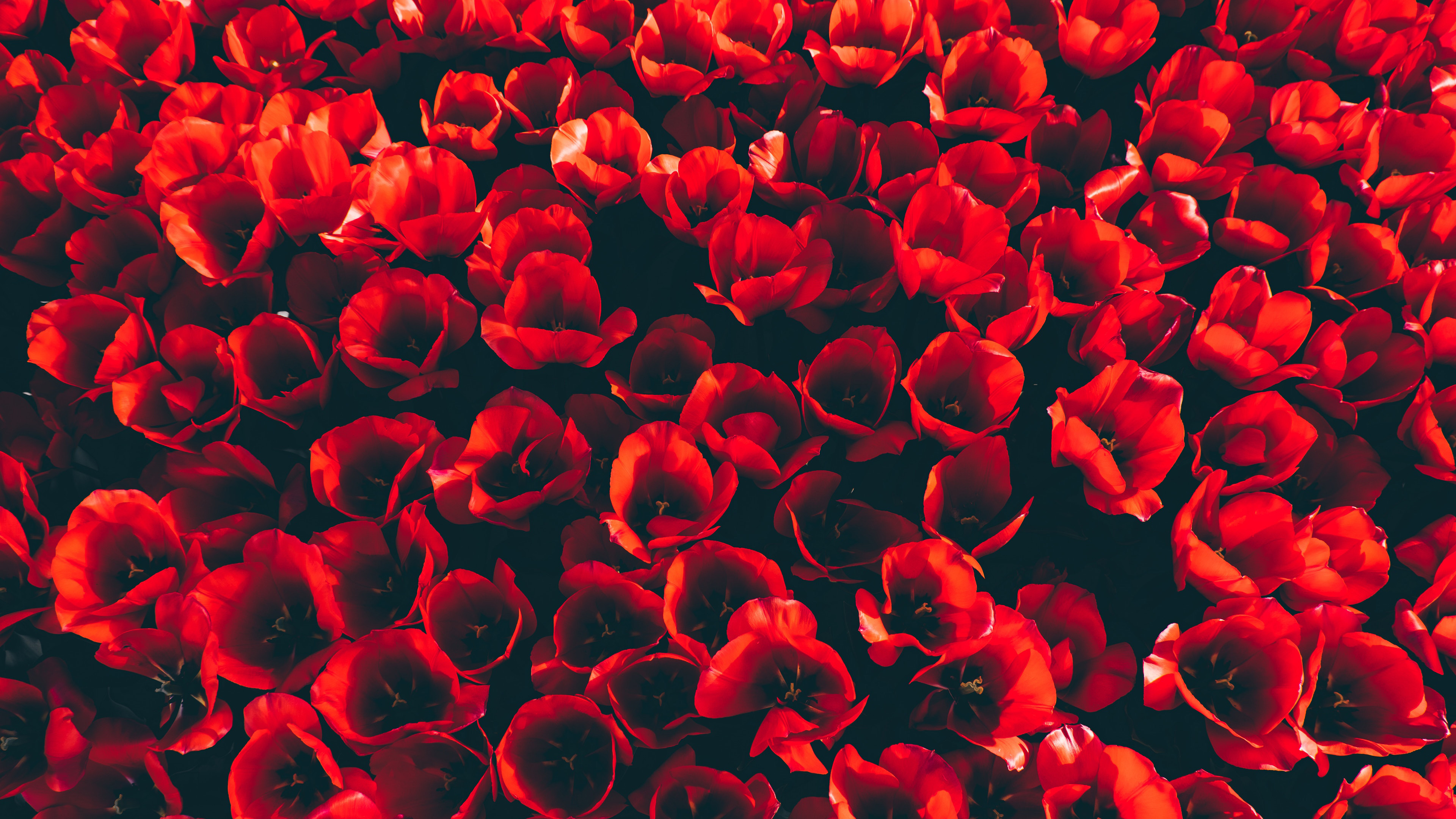 Red Tulip Flowers 4K