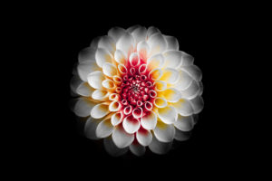 White Dahlia Flower 5K HD Wallpapers