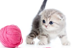 Cat kitten ball thread Hd Wallpapers