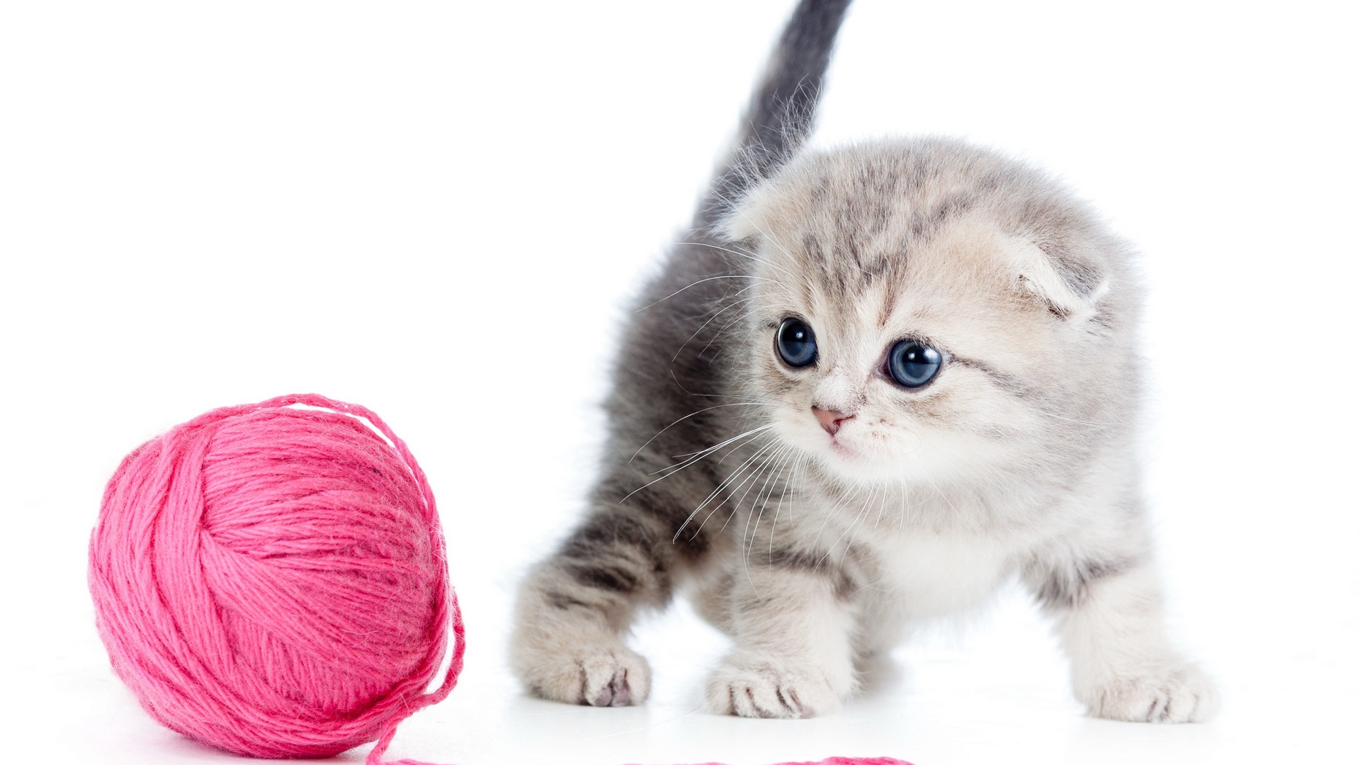 Cat kitten  ball thread
