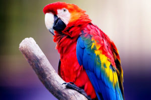 Macaw Parrot 4K Wallpapers