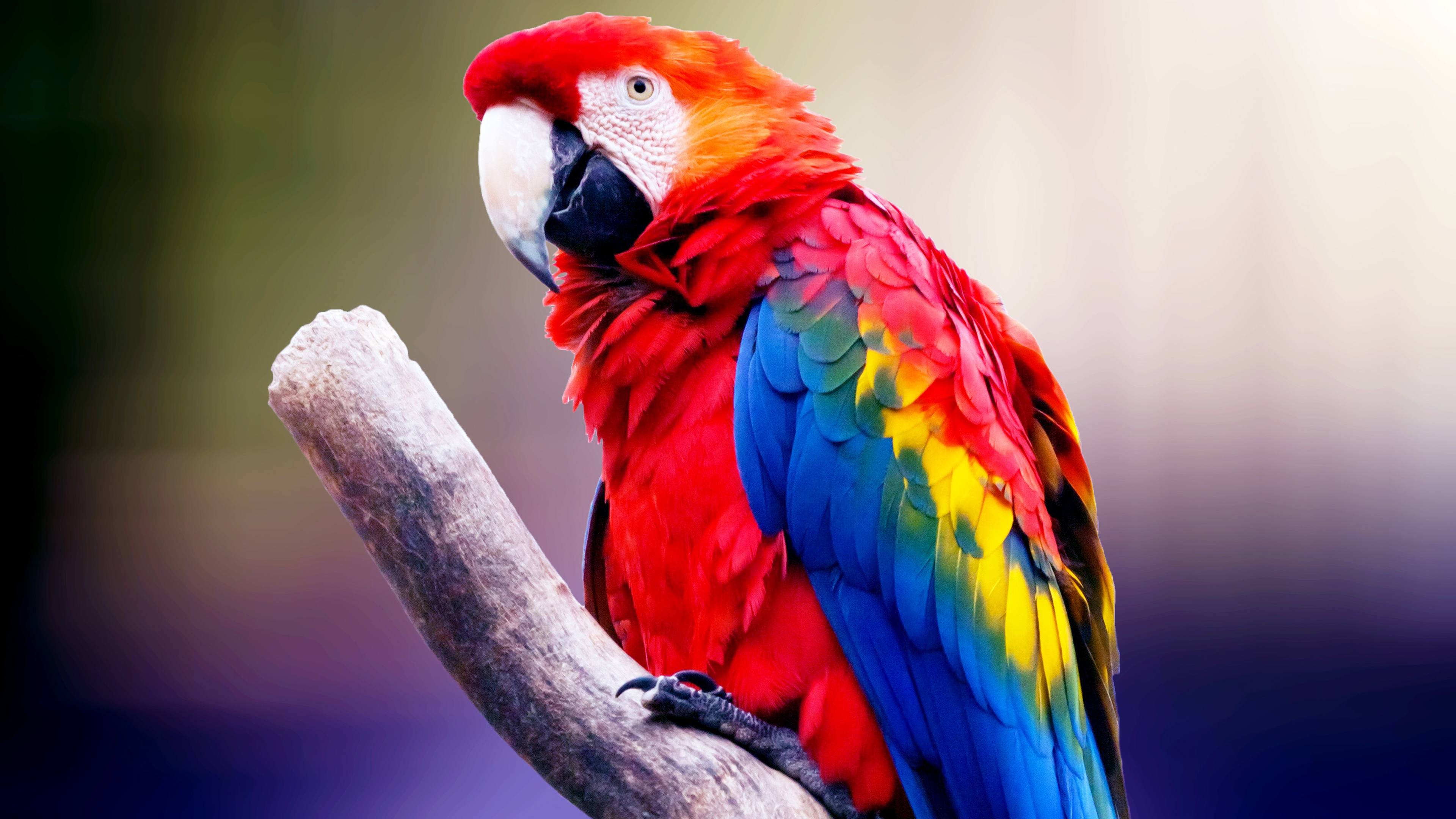 Macaw Parrot 4K