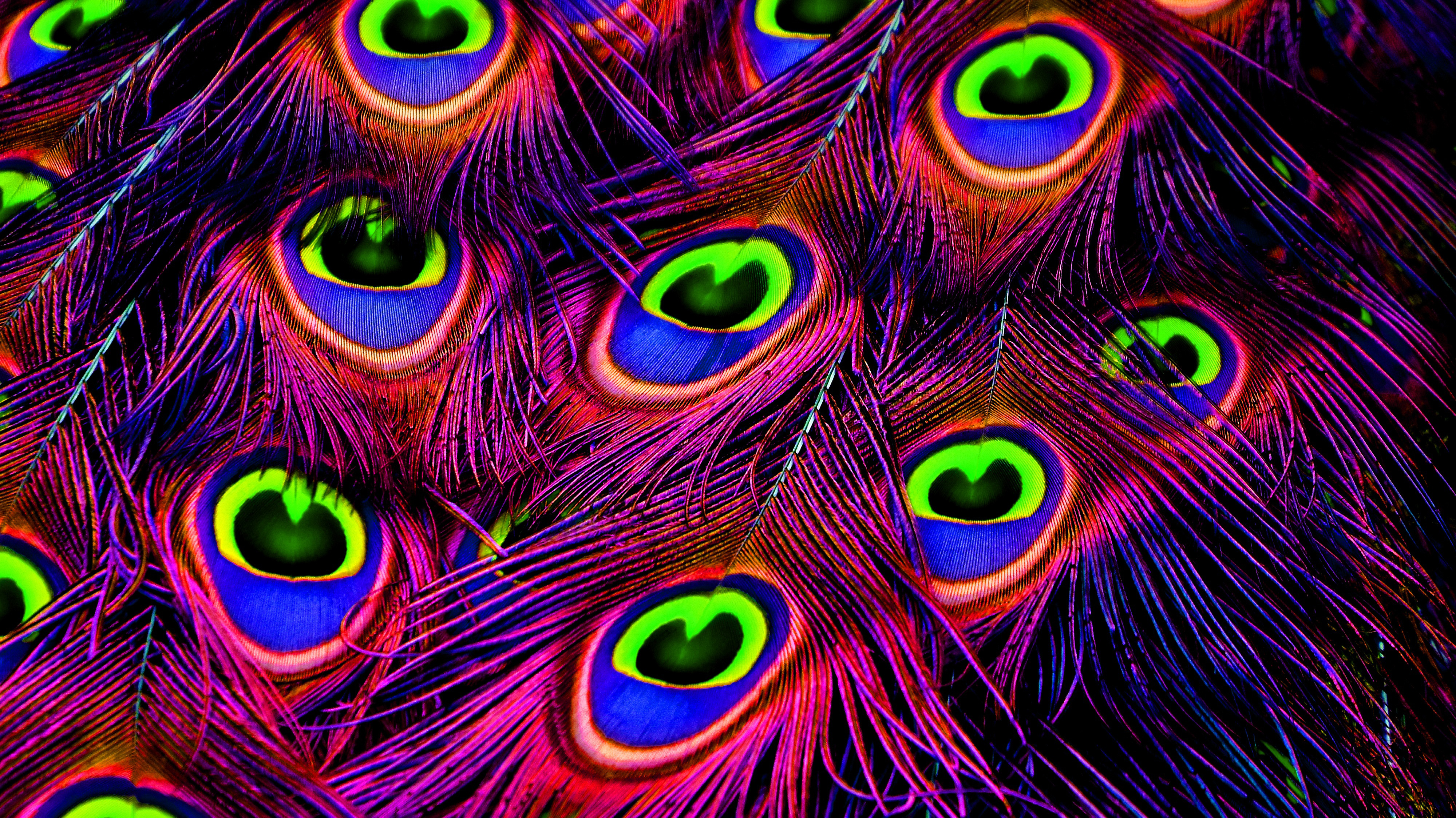 Peacock Feathers 4K Wallpapers