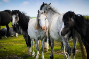 Welsh Pony White Horses 5K