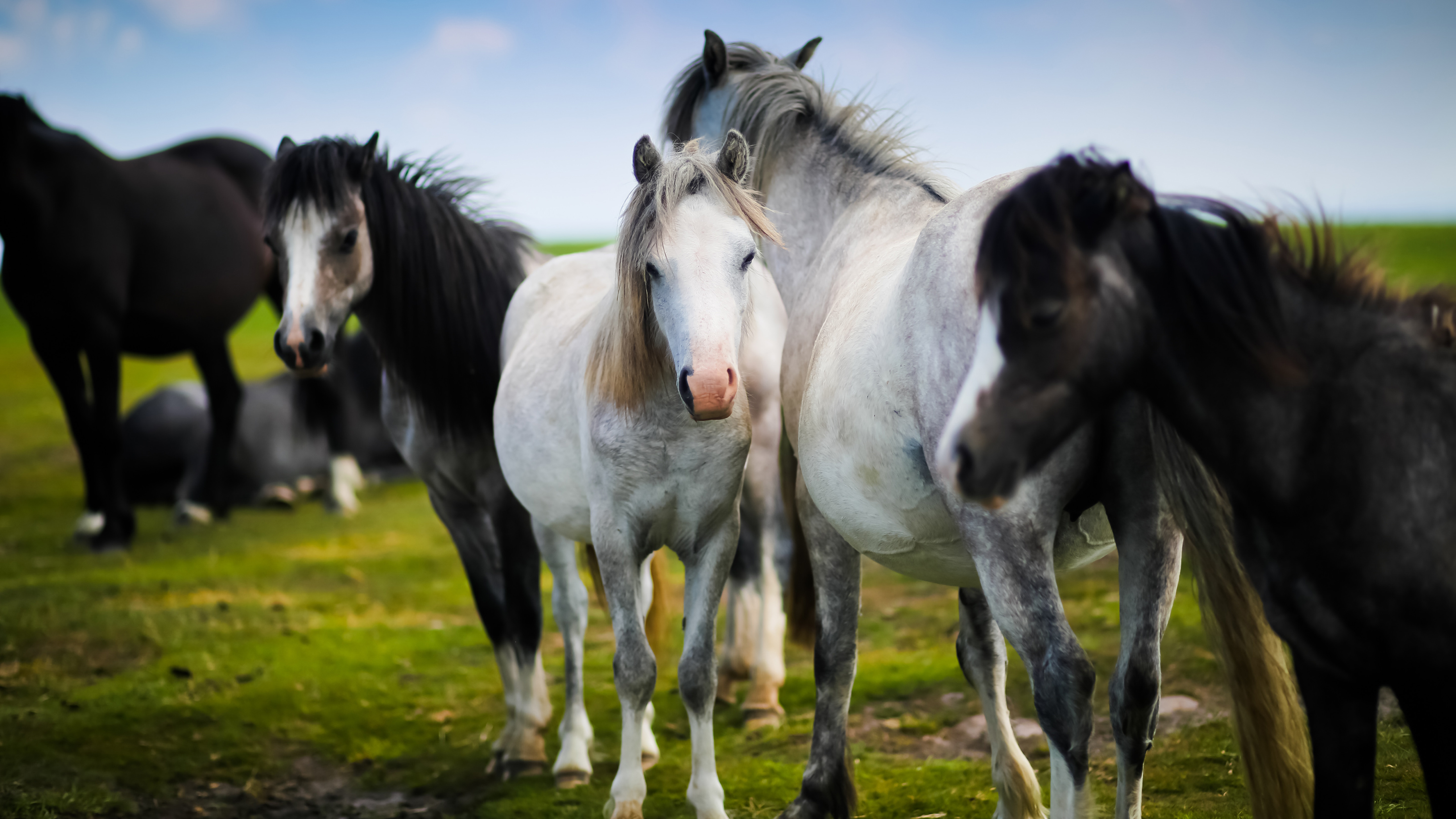 Welsh Pony White Horses 5K WallpapersWelsh Pony White Horses 5K Wallpapers