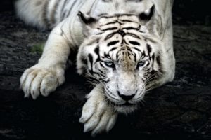 White Tiger HD