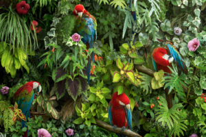 Macaws Wallpapers