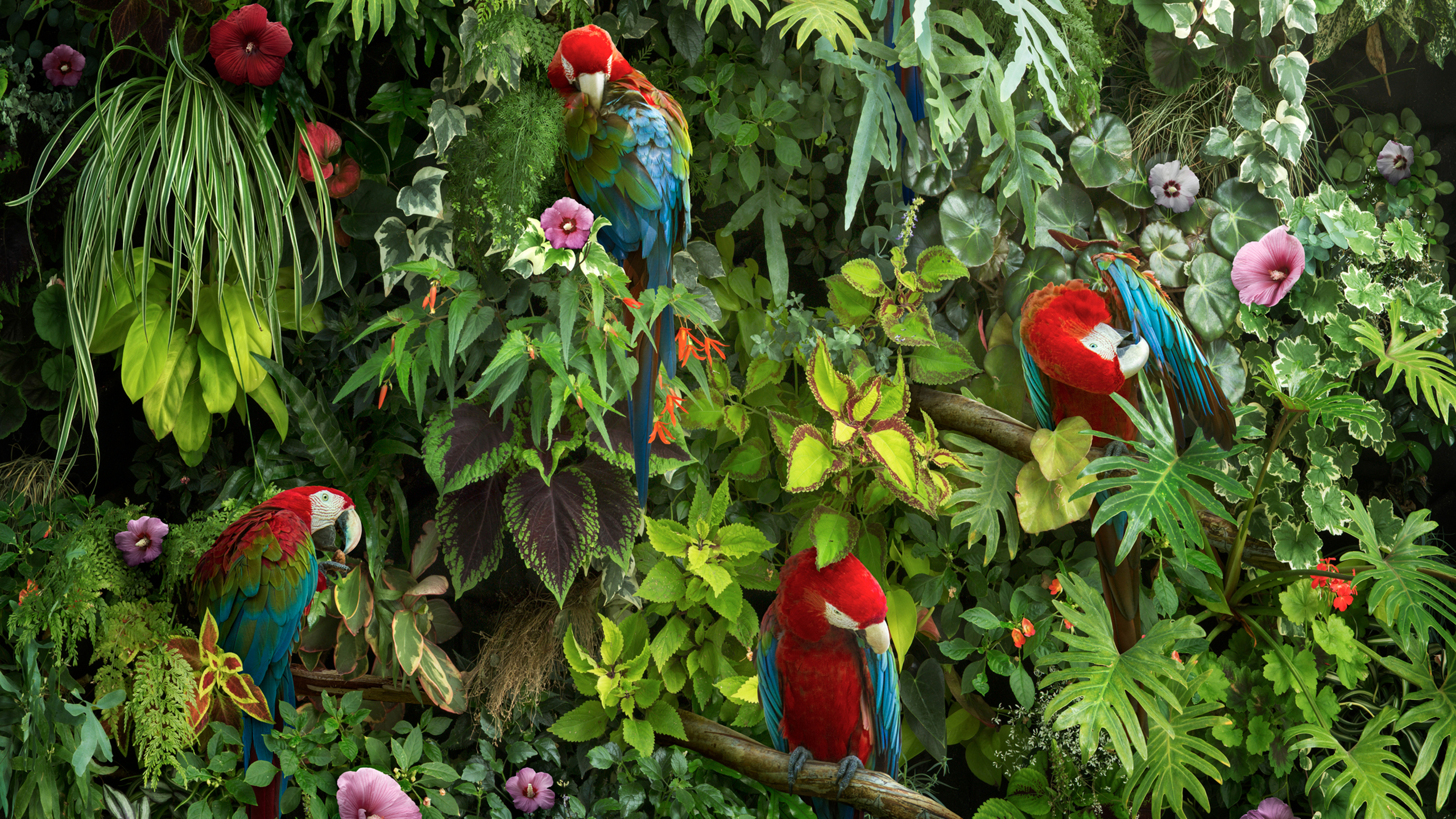 Macaws Wallpapers