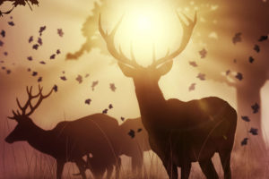 Sunset Deers Wallpapers