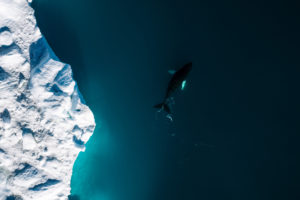 Iceberg & Whale