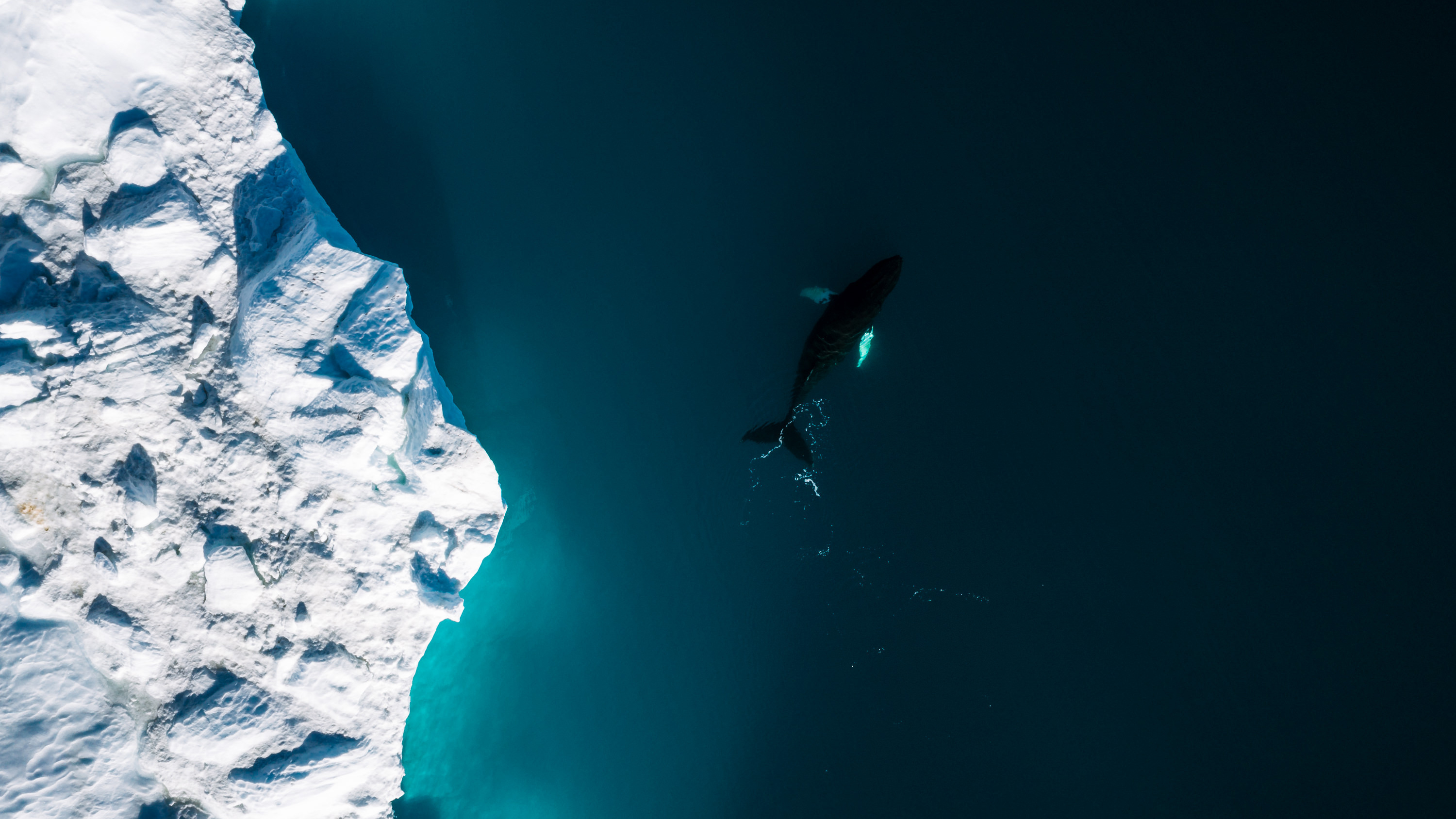 Iceberg & Whale