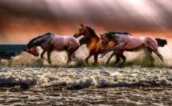 Three galloping horses on body of water