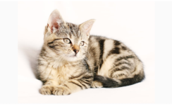 Brown Tabby cat with white background